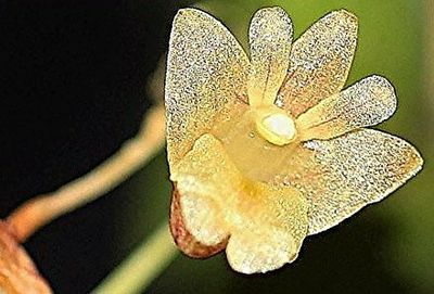 Dendrobium bilobulatum Dendrobium bilobulatum