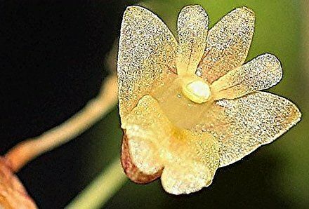 Dendrobium bilobulatum Dendrobium bilobulatum