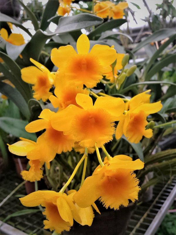 Dendrobium chrysotoxum Dendrobium chrysotoxum