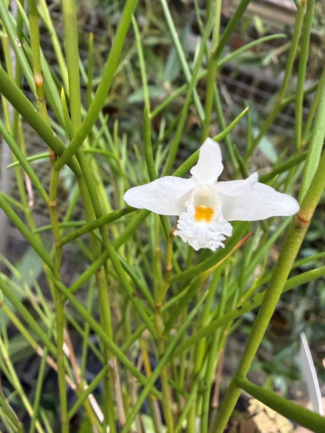 Dendrobium cuneilabrum Dendrobium cuneilabrum