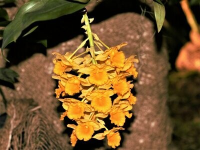 Dendrobium fimbriatum Dendrobium fimbriatum