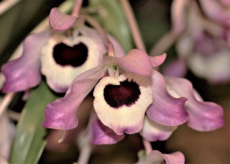 Dendrobium nobile