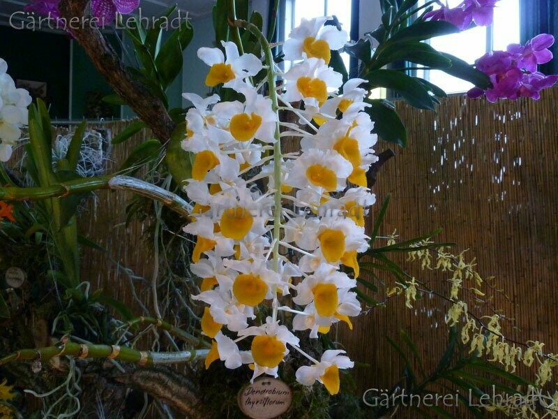 Dendrobium thyrsiflorum Dendrobium thyrsiflorum