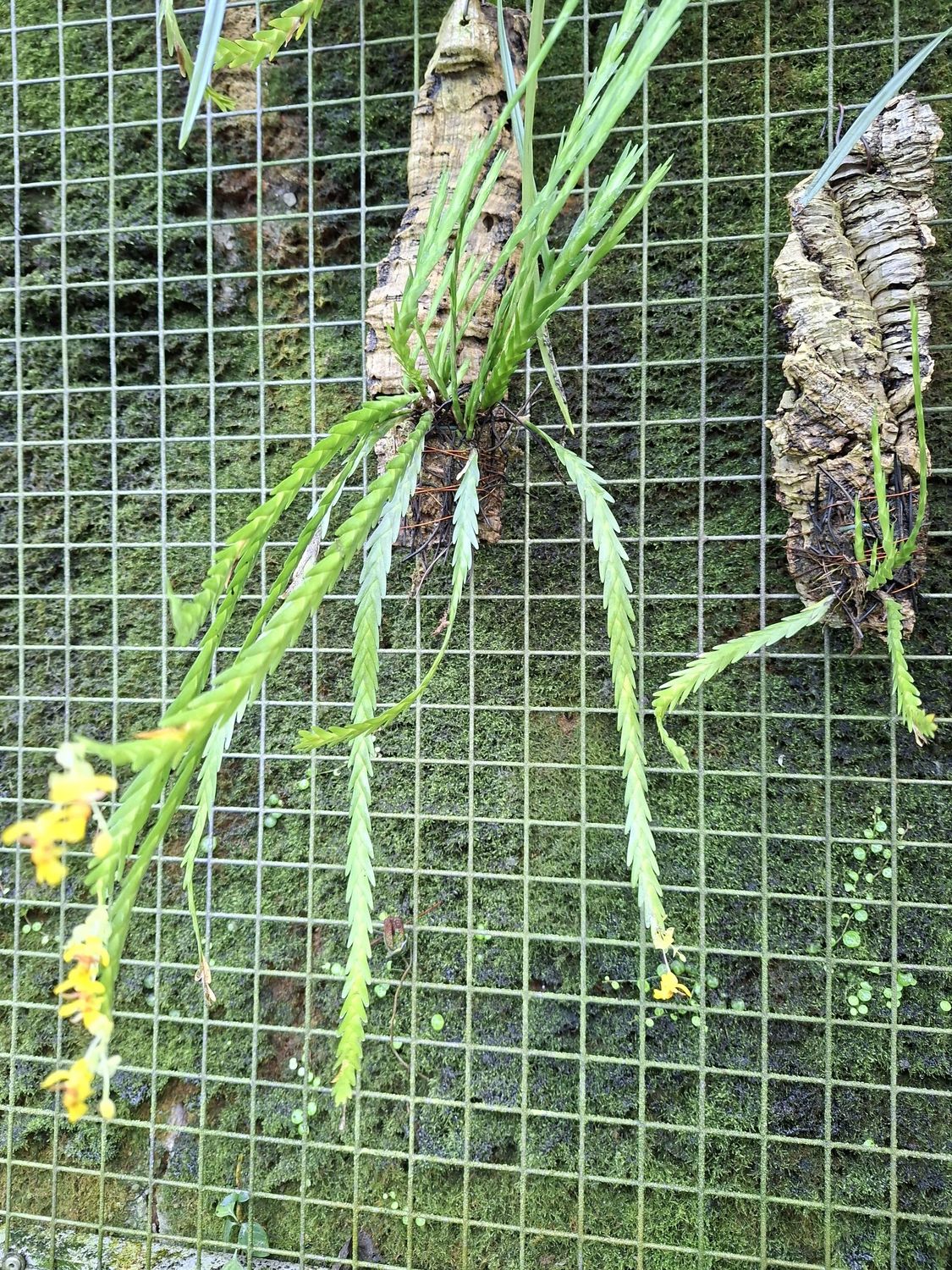Lockhartia amoena Lockhartia amoena