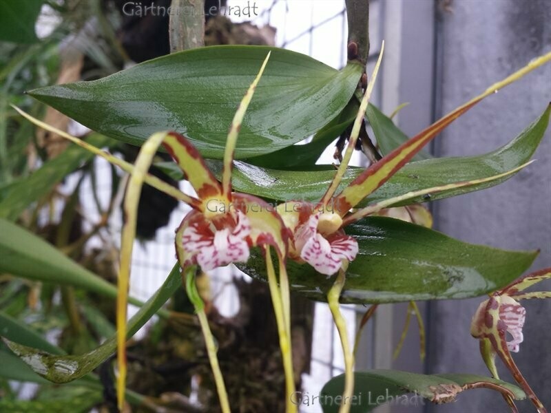 Dendrobium tetragonum