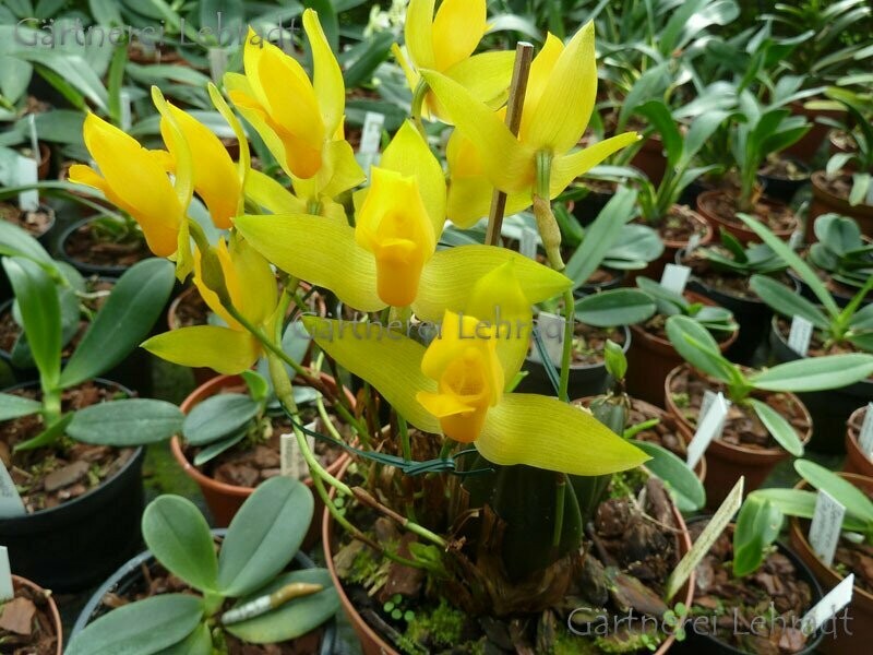 Lycaste aromatica Lycaste aromatica