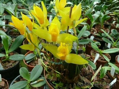 Lycaste aromatica Lycaste aromatica