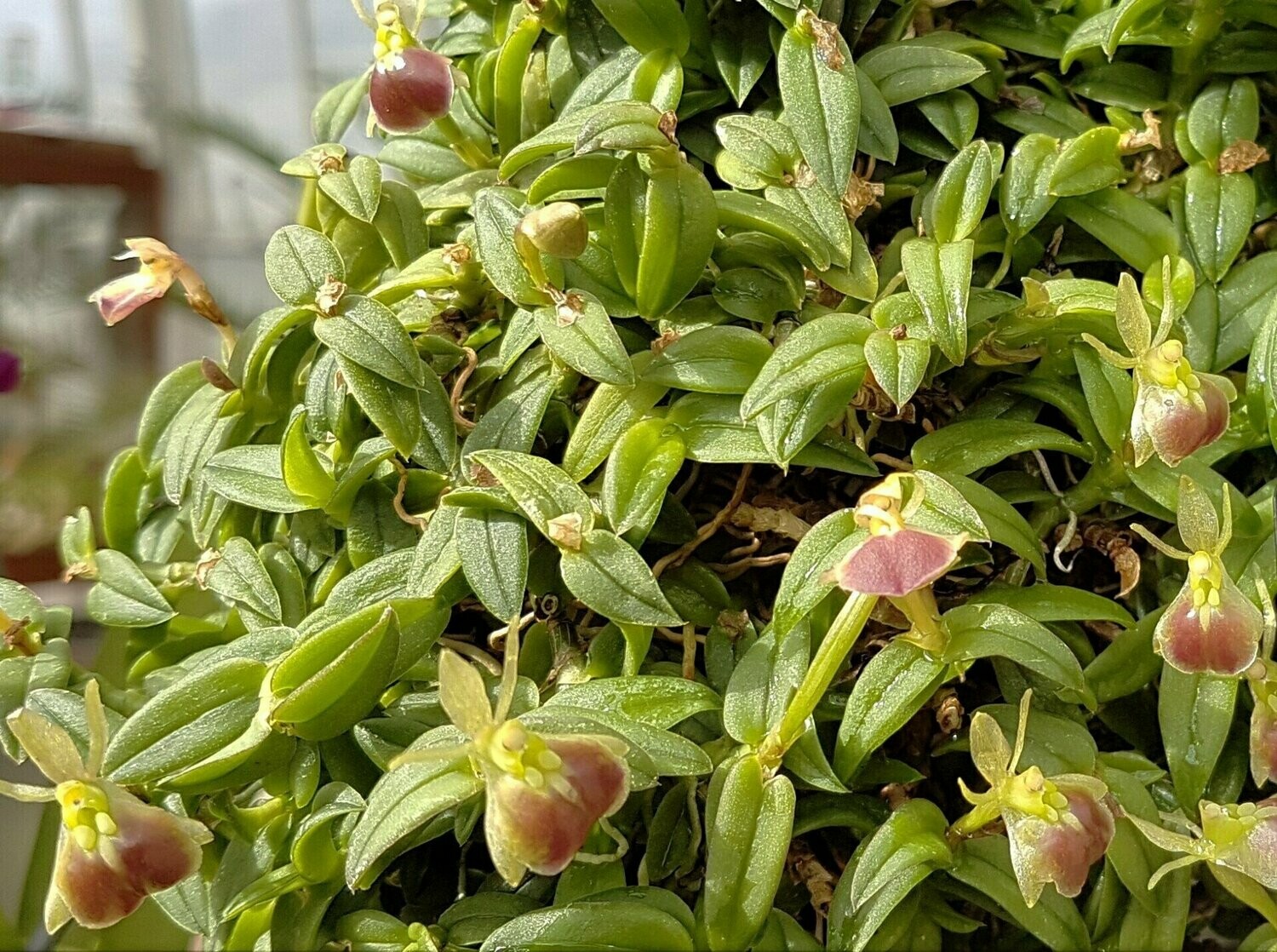 Epidendrum porpax Epidendrum porpax