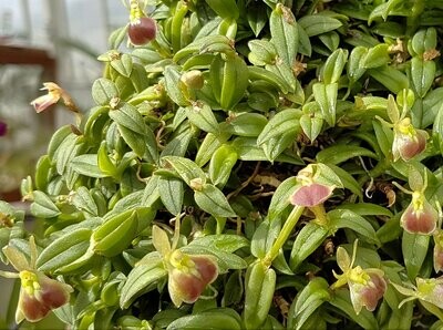 Epidendrum porpax Epidendrum porpax