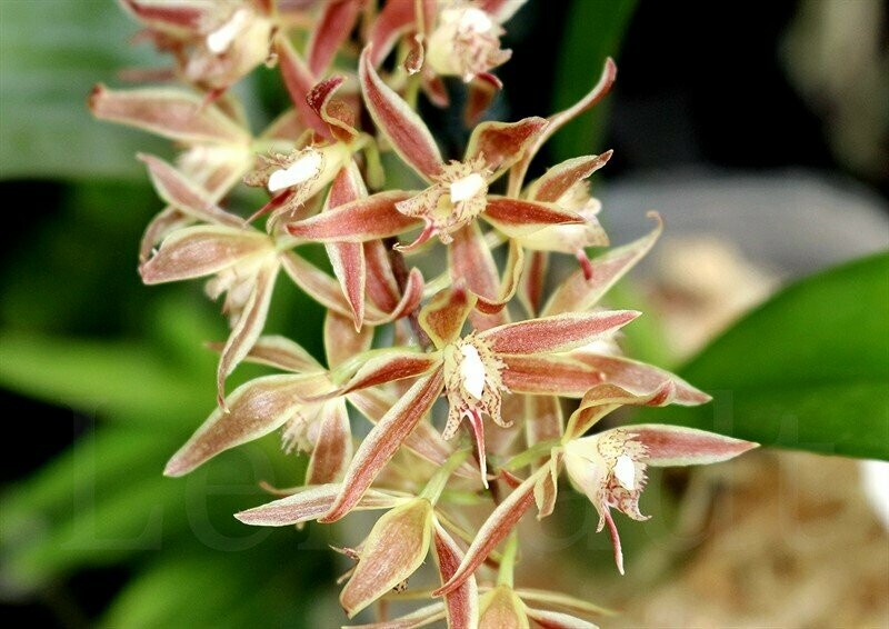 Macradenia multiflora Macradenia multiflora