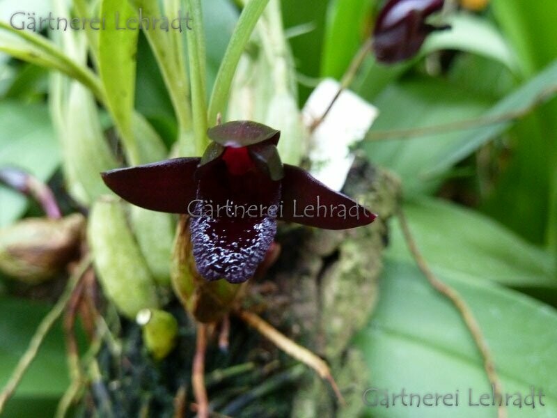 Maxillaria schunkeana Maxillaria schunkeana
