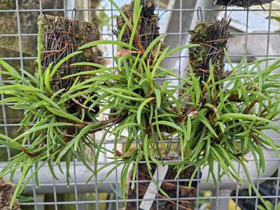 Maxillaria uncata Maxillaria uncata