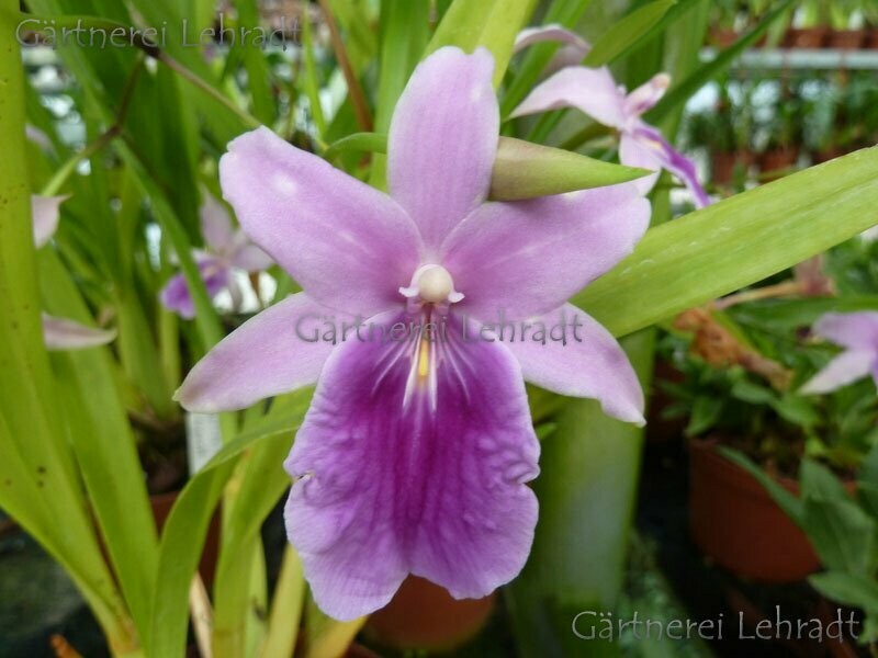 Miltonia regnellii Miltonia regnellii