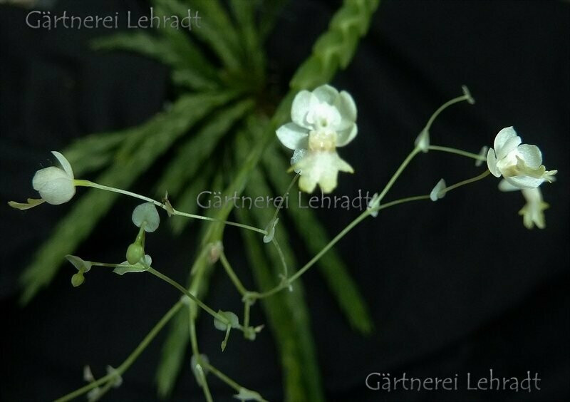 Lockhartia acuta Lockhartia acuta