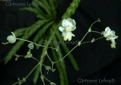 Lockhartia acuta