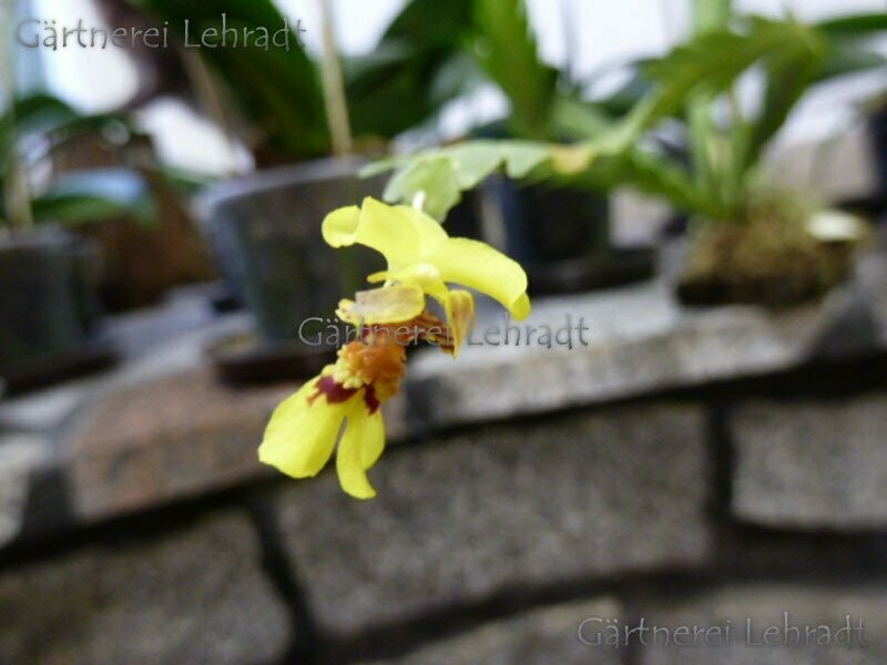 Lockhartia oerstedii Lockhartia oerstedii