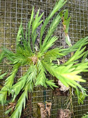 Lockhartia oerstedii Lockhartia oerstedii