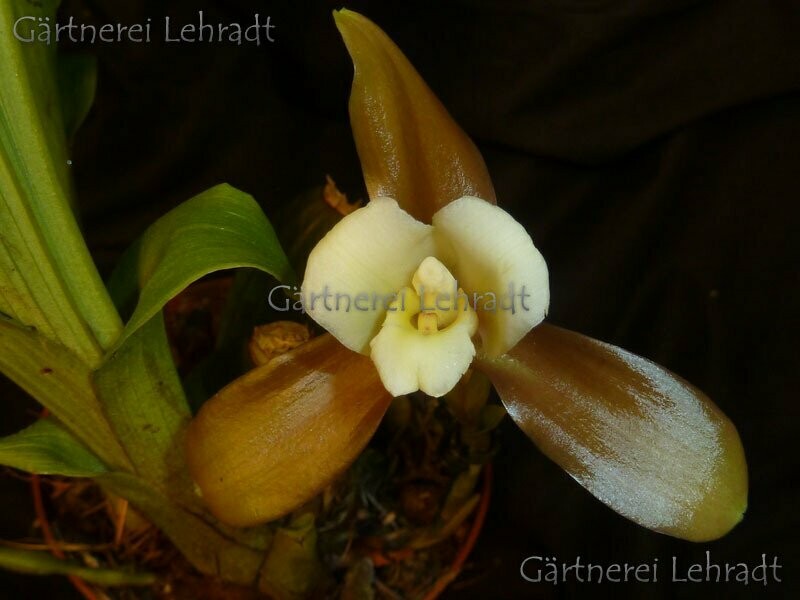Lycaste xytriophora