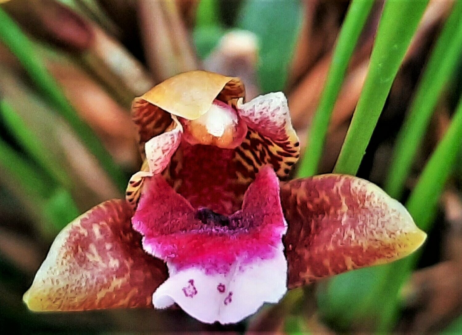 Maxillaria atrosanguinea  - D12