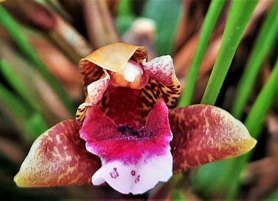 Maxillaria atrosanguinea  - D12