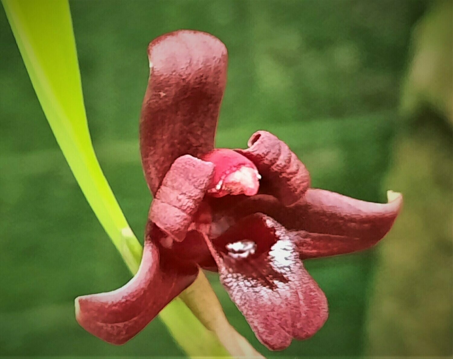 Maxillaria variabilis  (rot)