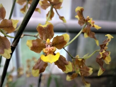 Oncidium planilabre Oncidium planilabre