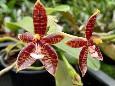 Phalaenopsis cornu-cervi Phalaenopsis cornu-cervi