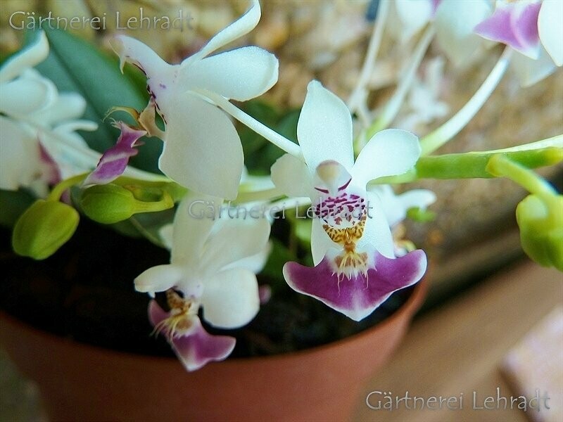 Phalaenopsis parishii Phalaenopsis parishii