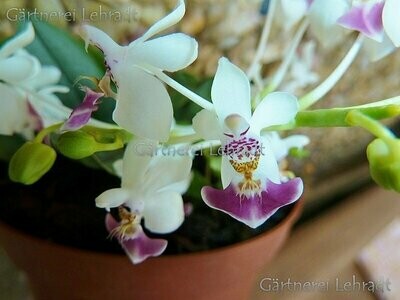 Phalaenopsis parishii Phalaenopsis parishii