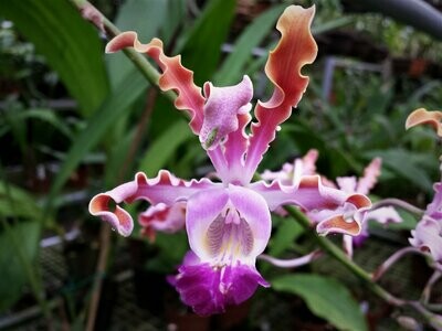 Schomburgkia thomsoniana Schomburgkia thomsoniana