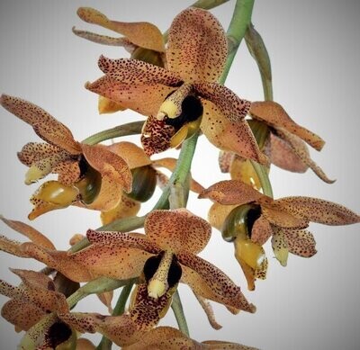 Stanhopea Ecuagenera