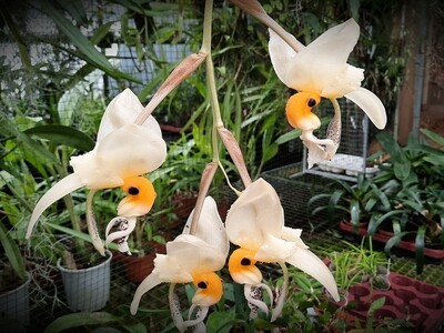 Stanhopea embreei