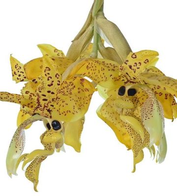 Stanhopea wardii Stanhopea wardii