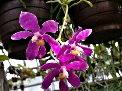 Phalaenopsis pulchra Phalaenopsis pulchra