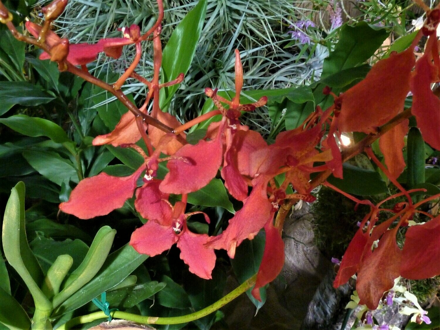 Renanthera imschootiana Renanthera imschootiana