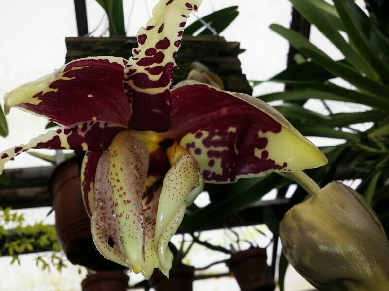 Stanhopea nigroviolacea