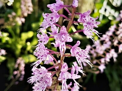 Stenoglottis longifolia Stenoglottis longifolia