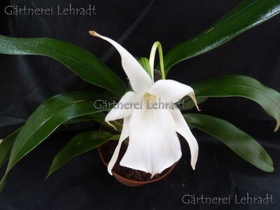 Angraecum magdalenae Angraecum magdalenae