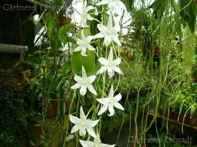Aerangis modesta Aerangis modesta