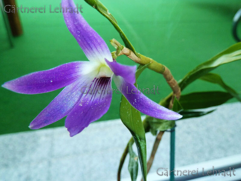 Dendrobium victoria reginae Dendrobium victoria reginae