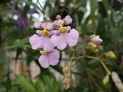Tolumnia variegata Tolumnia variegata