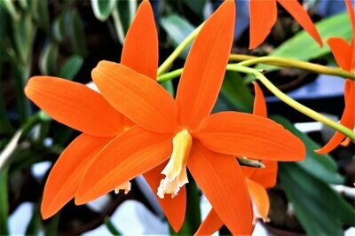 Laelia harpophylla Laelia harpophylla