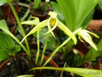 Maxillaria shepheardii Maxillaria shepheardii