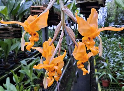 Stanhopea gibbosa