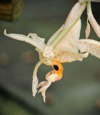 Stanhopea whittenii