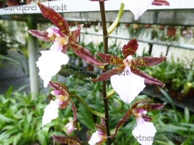 Odontoglossum bictoniense Odontoglossum bictoniense