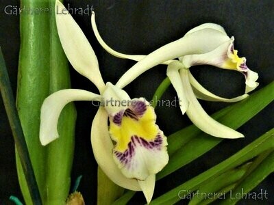 Cattleya iricolor Cattleya iricolor