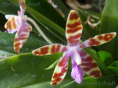 Phalaenopsis mariae x Phal. fasciata