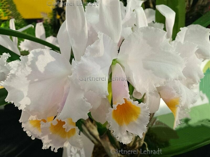 C)  Cattleya schroederae