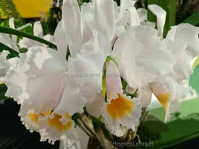 C)  Cattleya schroederae